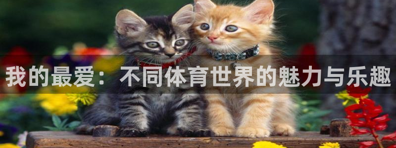 yy易游官网下载招商：我的最爱：不同体育世界的魅力与乐趣